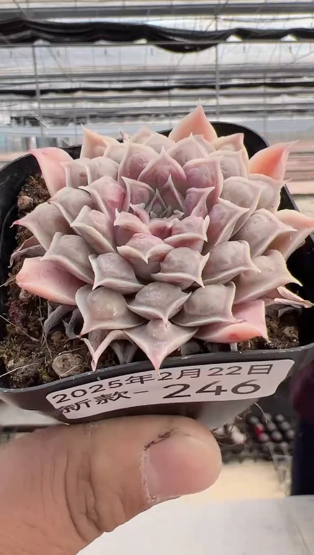 【闪购商品】新款多肉-246