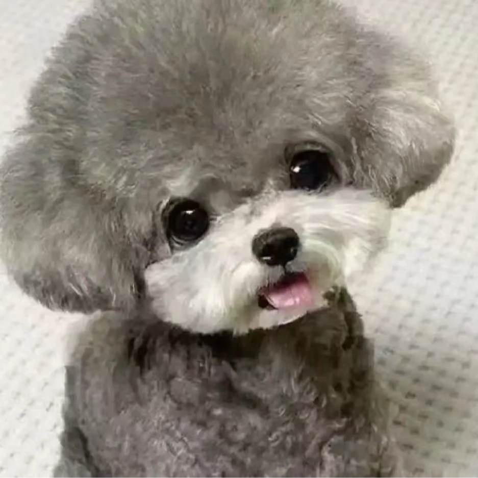 【海润犬舍】泰迪博美小型犬（一物一拍）家庭宠物狗狗幼犬