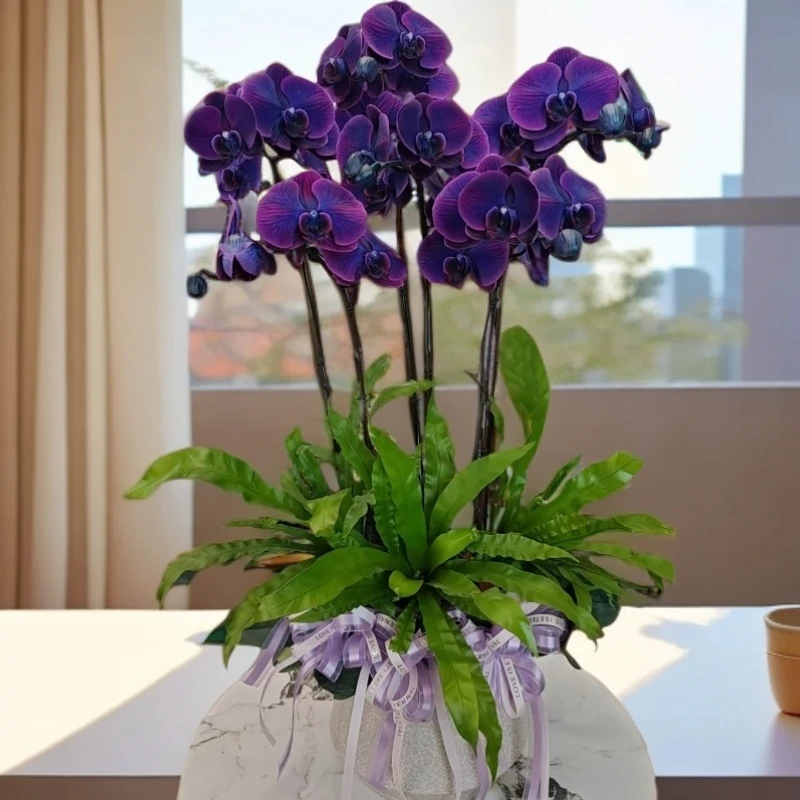 【金色池塘】蝴蝶兰【马卡龙黑曜石】超大花盆栽开花带花苞花卉蝴蝶兰