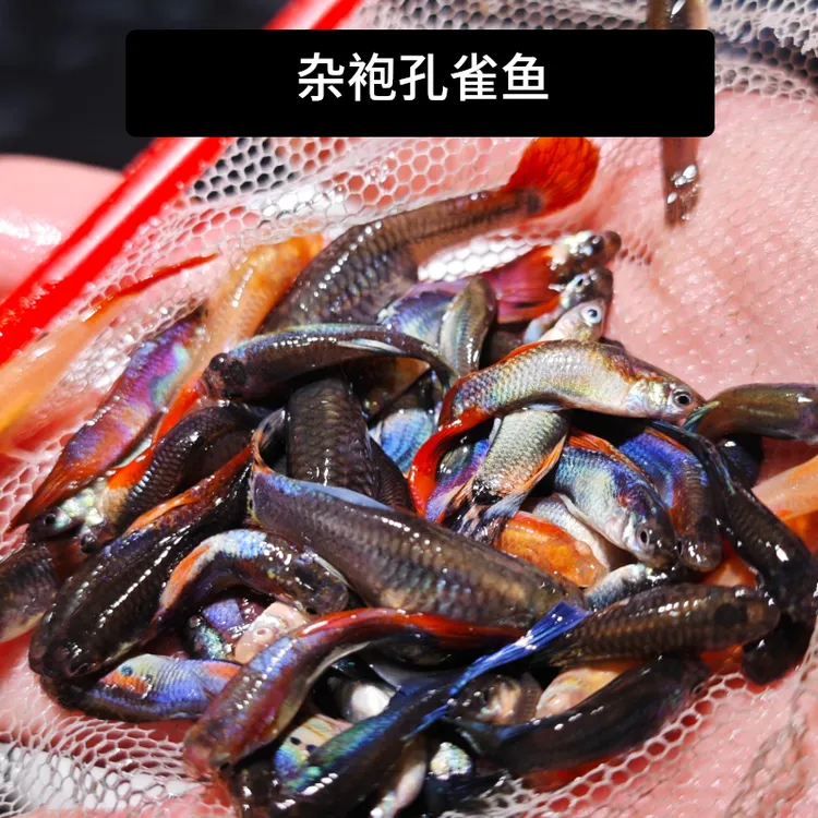 杂袍孔雀鱼--欢迎来到水族界的‘泡泡玛特 胎生鱼观赏鱼培育