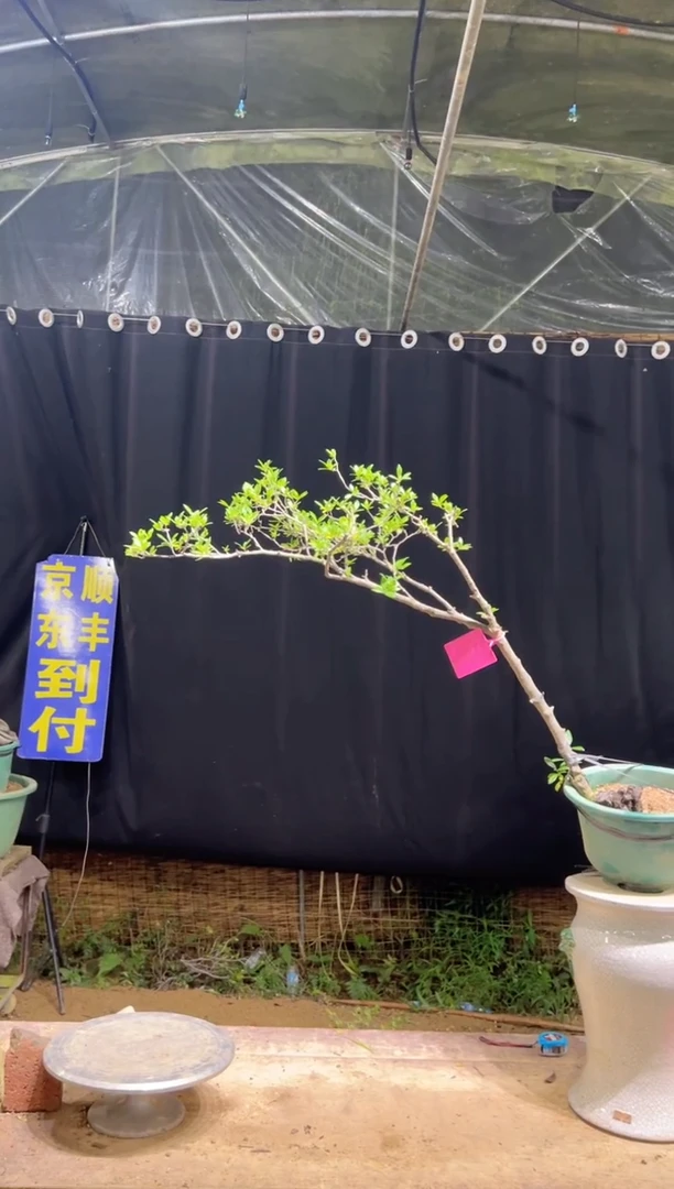 当前无花栽培后可以开花天**限海岛栀子花