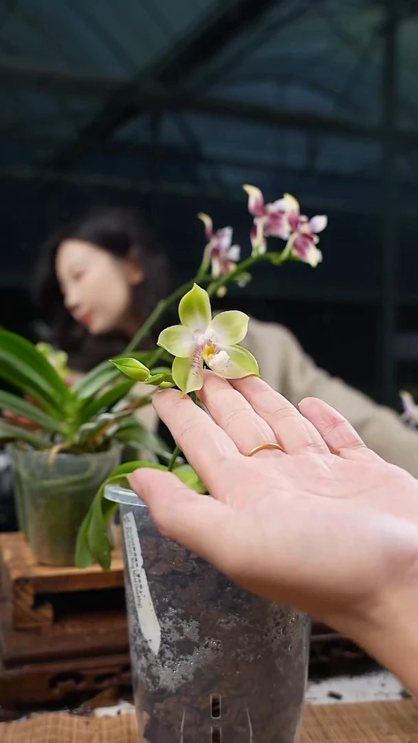 完全开放大盆种植 蓝色薄荷实生苗