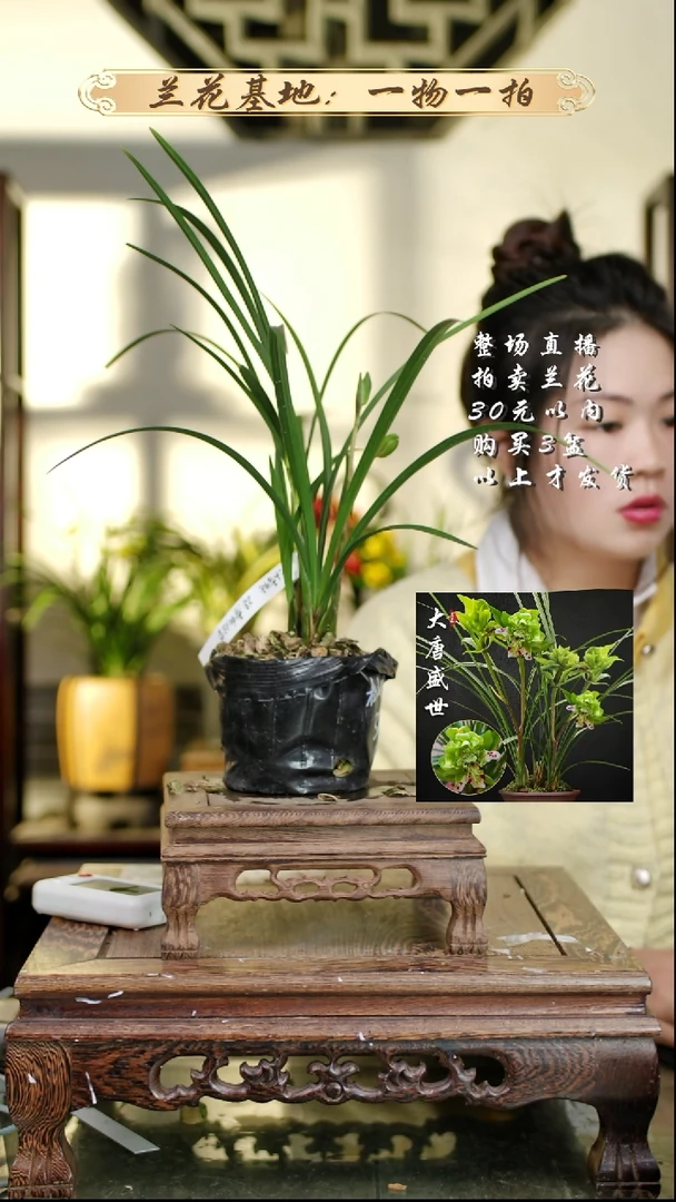 完全开放春剑汪字3苗带2花苞