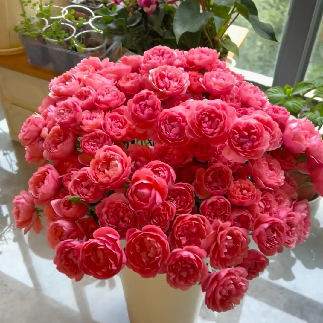 【桃红果汁】多头玫瑰  玖枝花优选 基地直发鲜花儿
