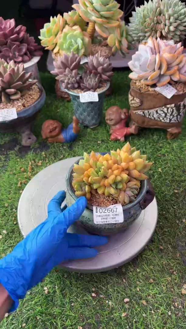 昆明印象多肉02667