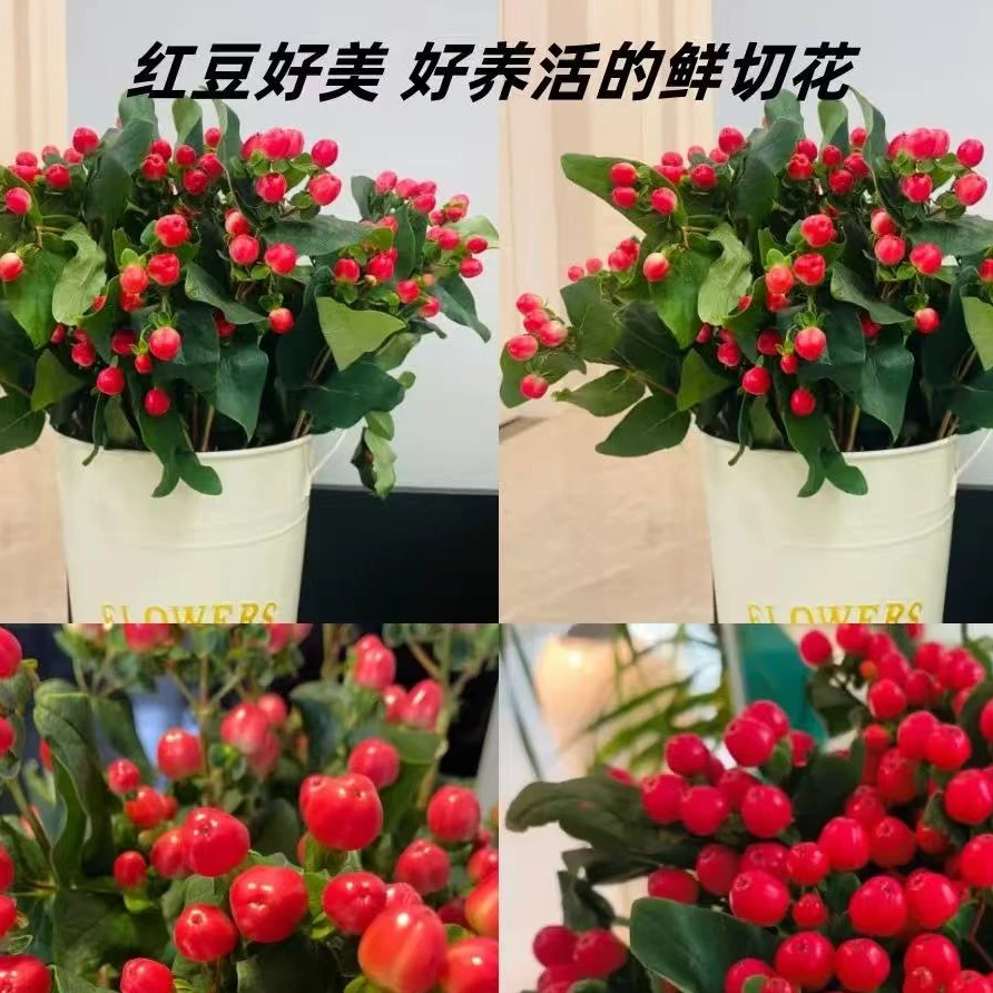 【带绿叶花苞发货】云南基地直发鲜切花红豆遇水就活包邮