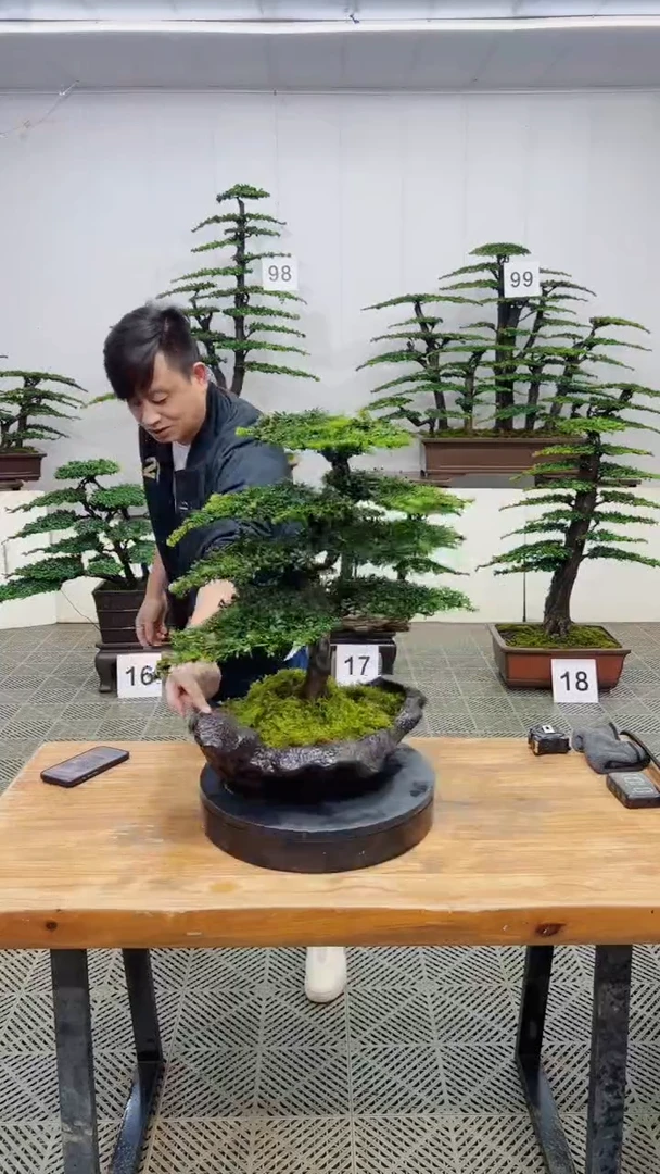 无花朵造型盆景一物一拍
