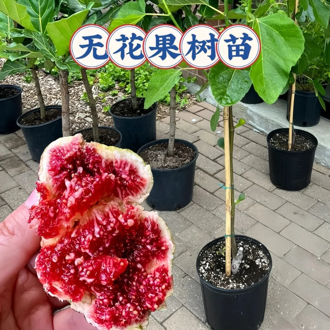 无花果带果发货阳台小院庭院地栽盆栽南北方好养果树苗