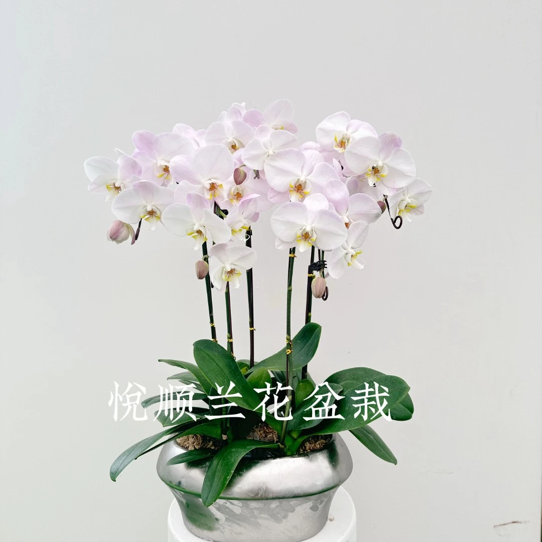 蝴蝶兰 白莲 叶片自然开裂  花期长