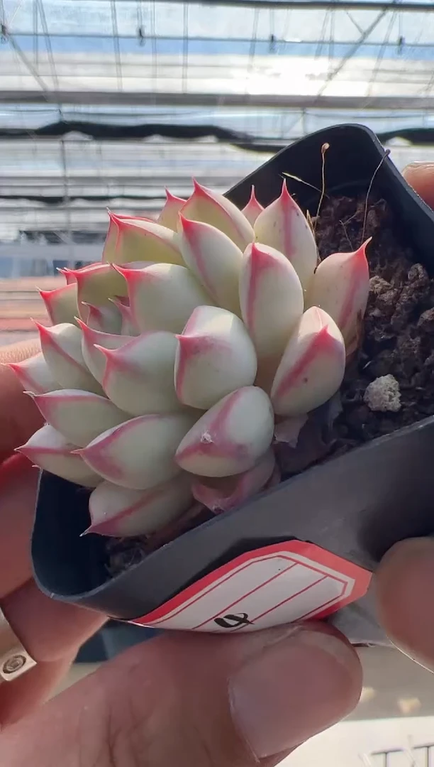 【闪购商品】童画-4