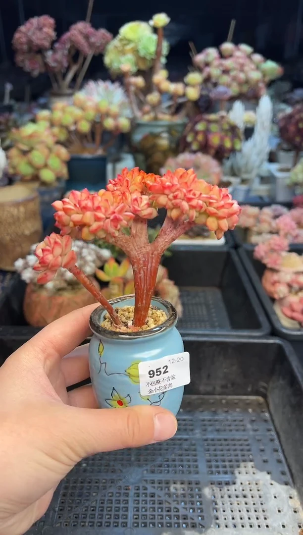 【闪购商品】952不带盆
