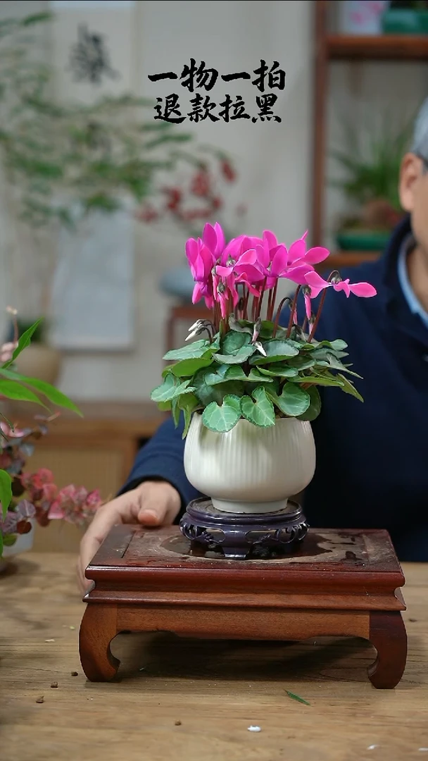 完全开放玄*居仙客来275