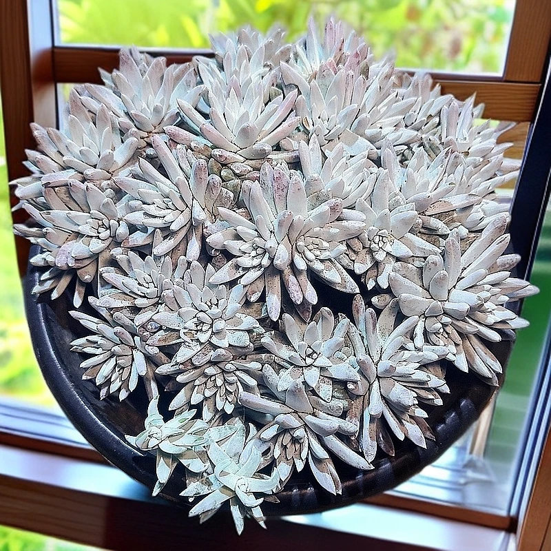 77多肉（白菊）多肉植物 养护裸根冬季夏季春季产地