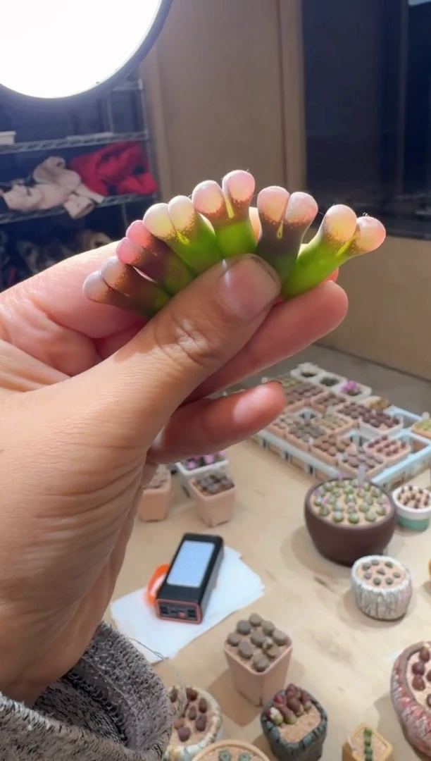 21-102多肉植物肉锥郁金香一颗