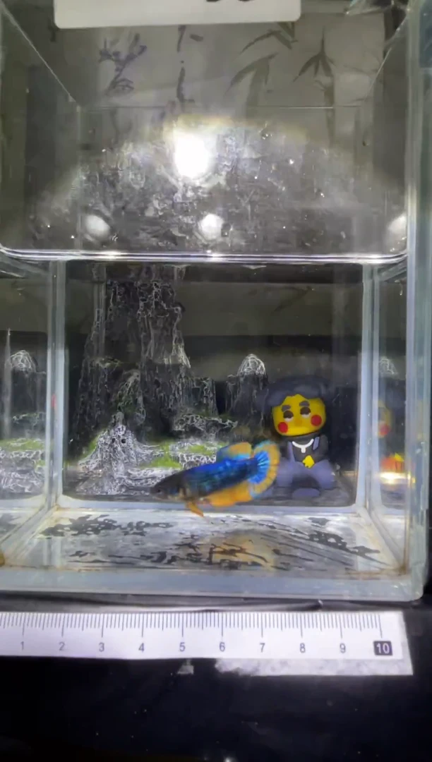 斗鱼泰国精品斗鱼A35（母鱼）