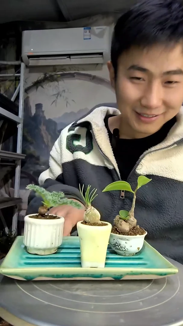 良**年中青园艺一物一拍花494