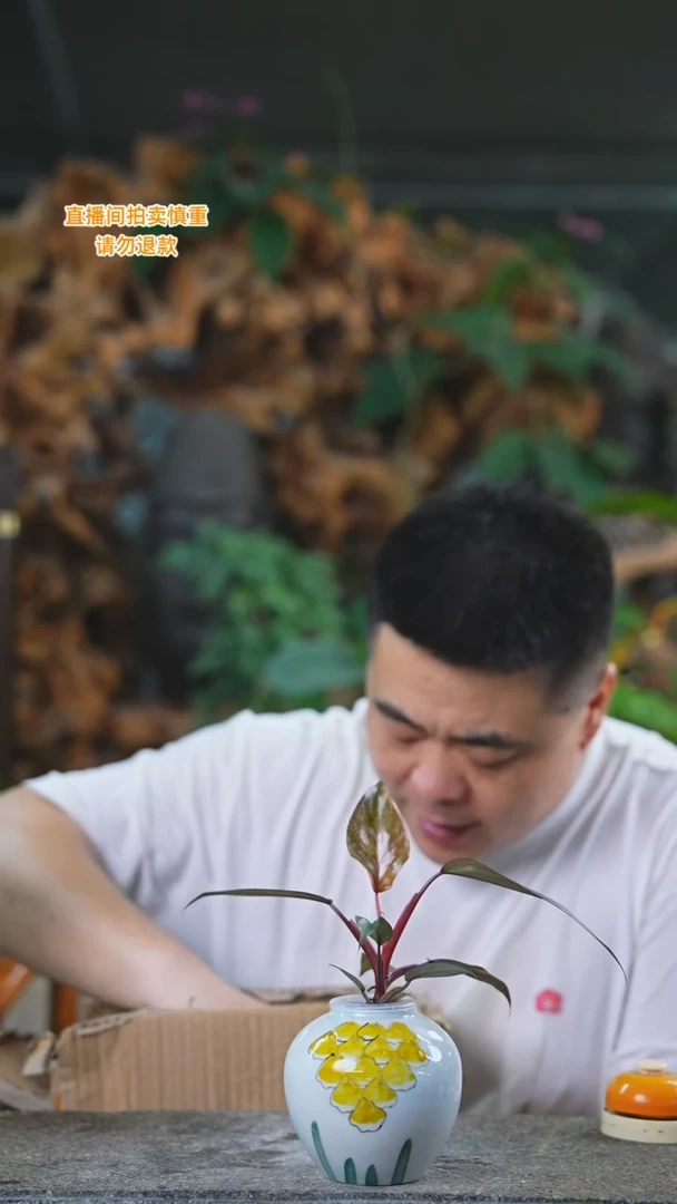 当前无花栽培后可以开花粉公主430+