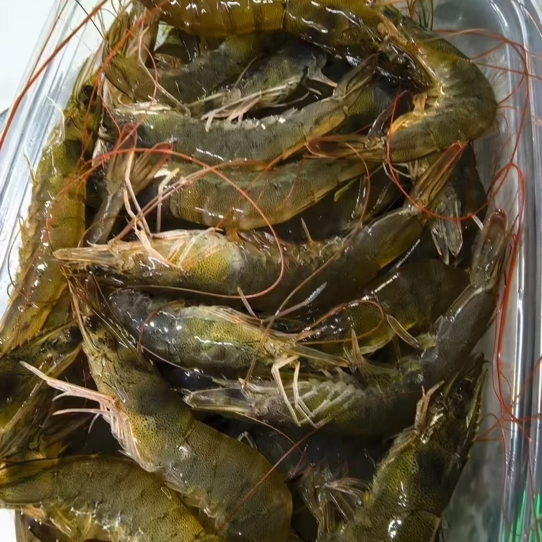 大连复州湾盐田虾 鲜活速冻保鲜不保活3斤 顺丰京东包邮