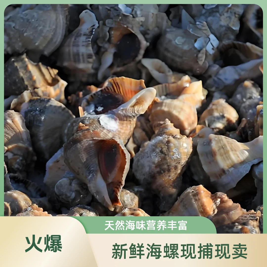 锦州海螺薄壳通货大小混发海鲜