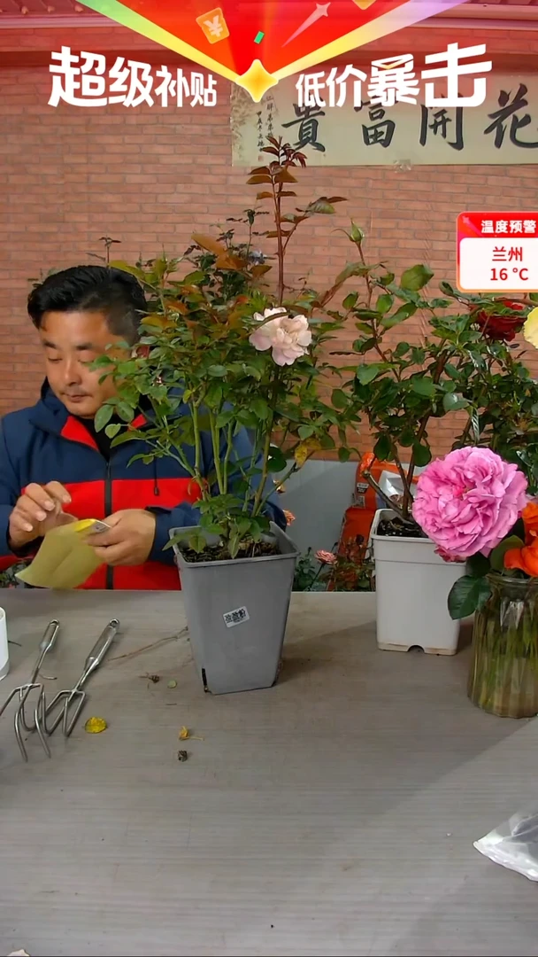 当前无花朵，栽培后可花朵盈盈粉