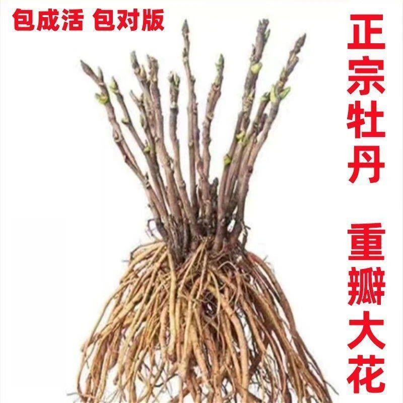 正宗菏泽牡丹花苗老桩北方盆栽地栽室内庭院花卉菏泽牡丹带芽发货