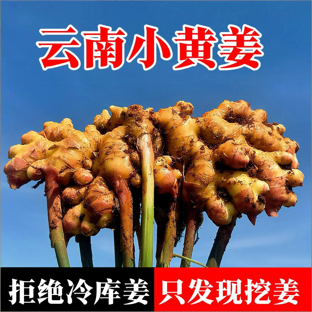 云南高山小黄姜新鲜现挖老姜农家自种月子姜正宗带泥文山小黄姜