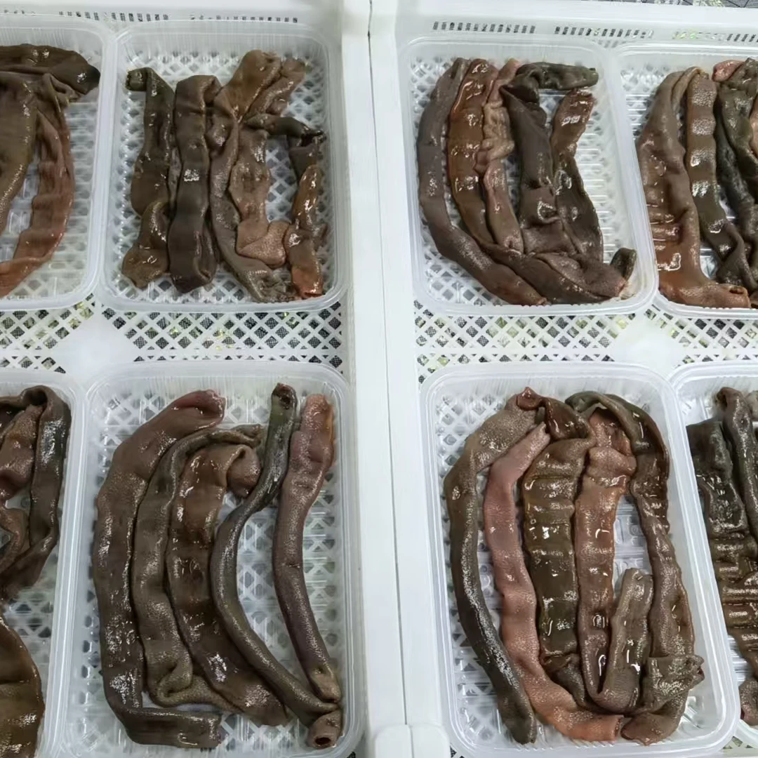 大连活海肠去内脏新鲜海鲜食材可以生吃的海肠