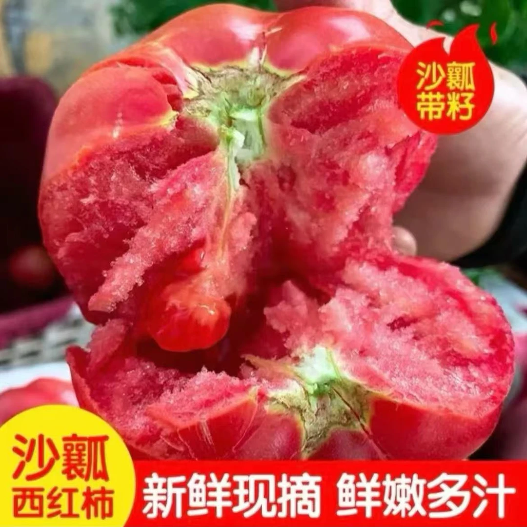 【坏果包赔】攀枝花老品种沙瓤西红柿新鲜水果生吃蔬菜番茄3/5斤