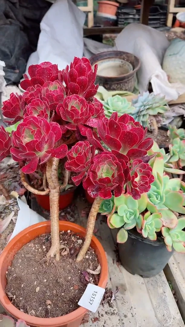 老****?多肉植物一物一拍15157