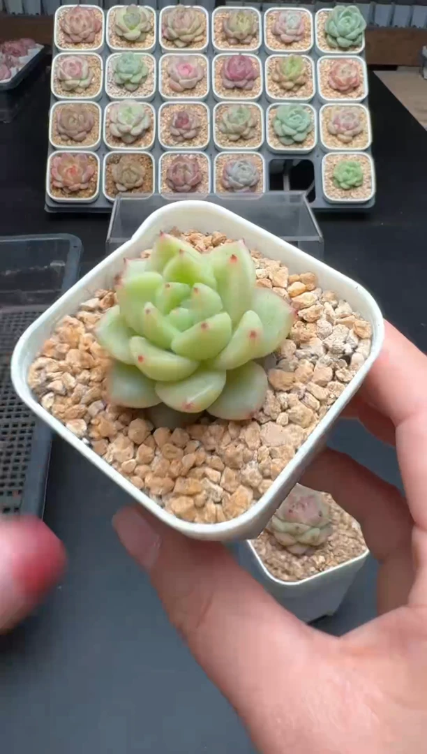 【闪购商品】488号 珍妮杂交多肉 花卉植物