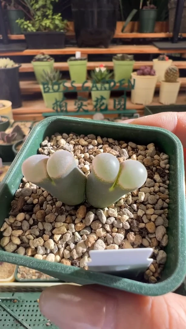 160--b23  双头4.5年青蛙种源