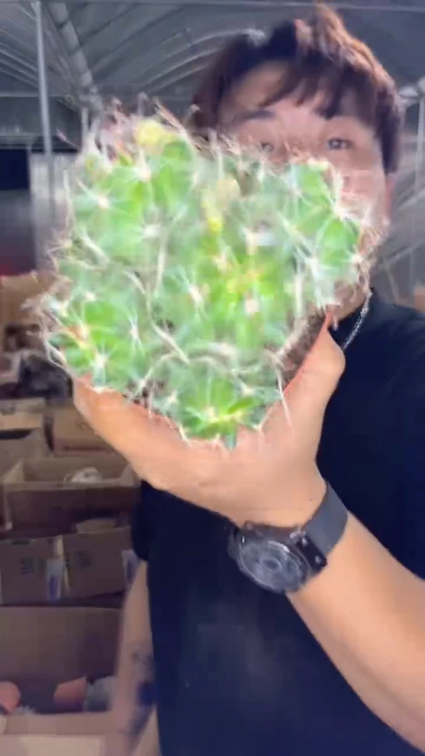 多头 龙王【实生根】9-12cm