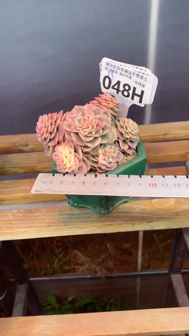 048H （一物一拍 所见即所得 满28包邮非偏远）