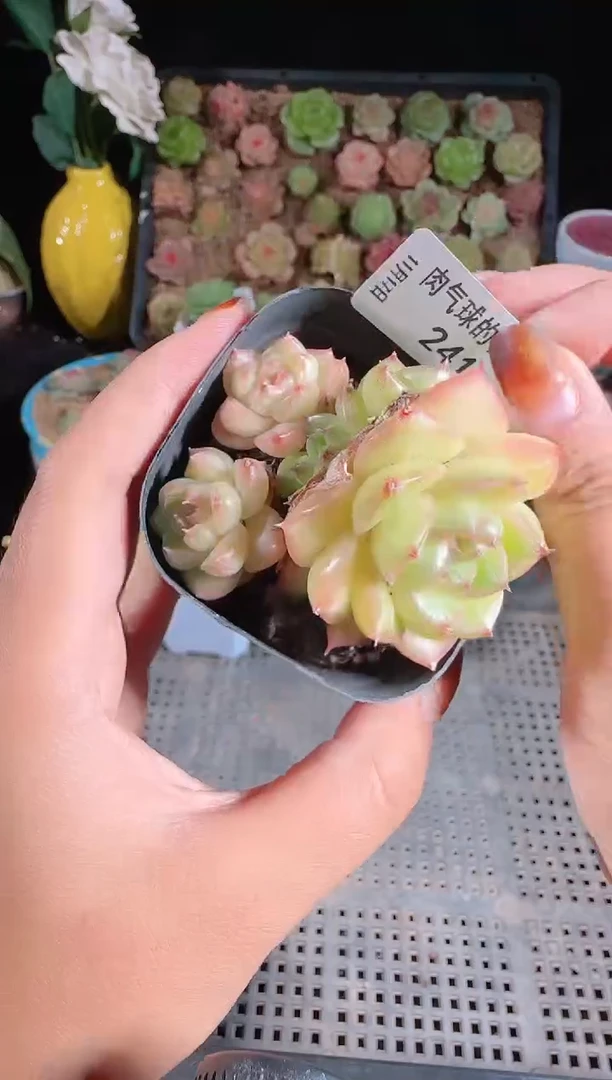 1117-241群生不包整