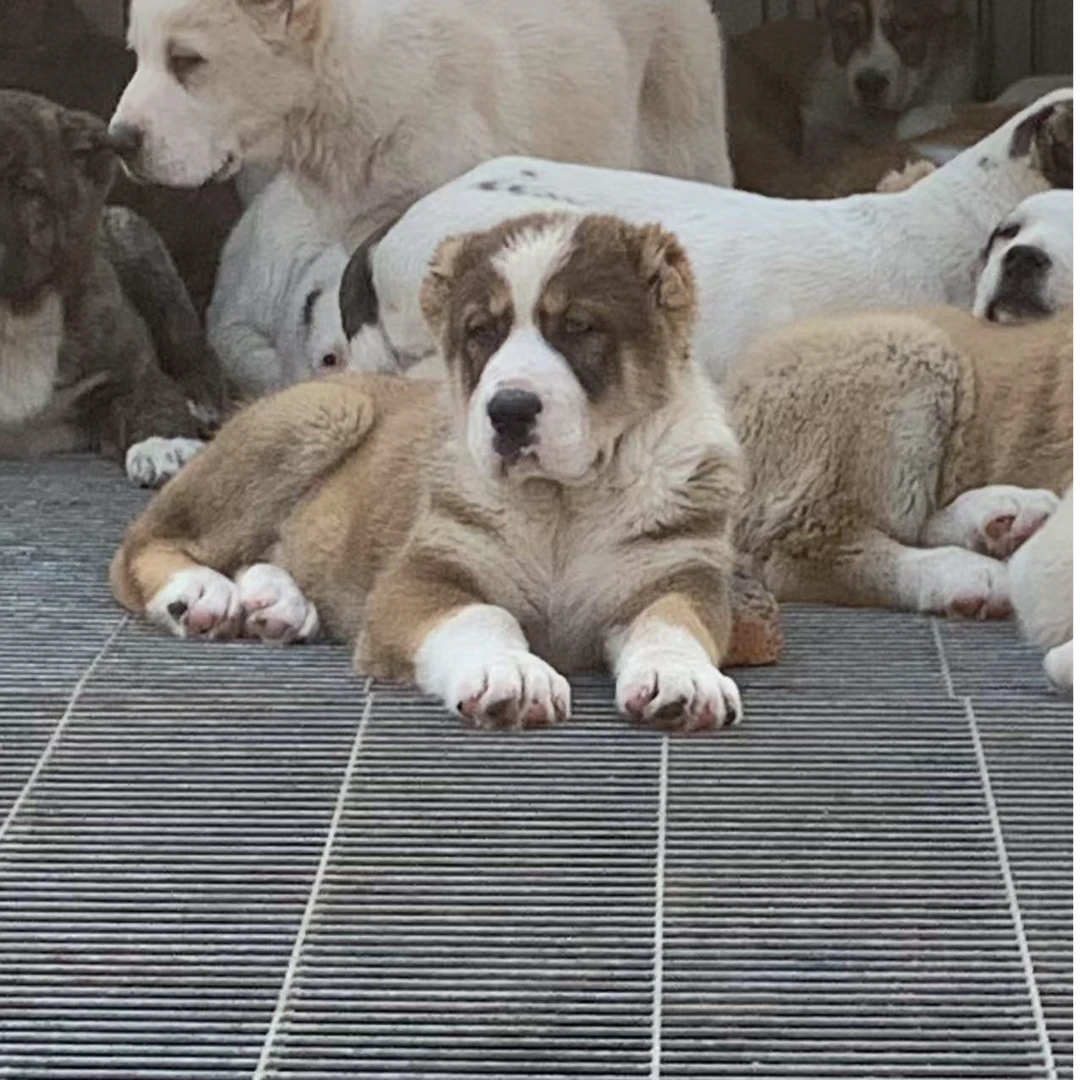 中亚牧羊犬幼犬狗狗宠物活体大型犬护卫犬