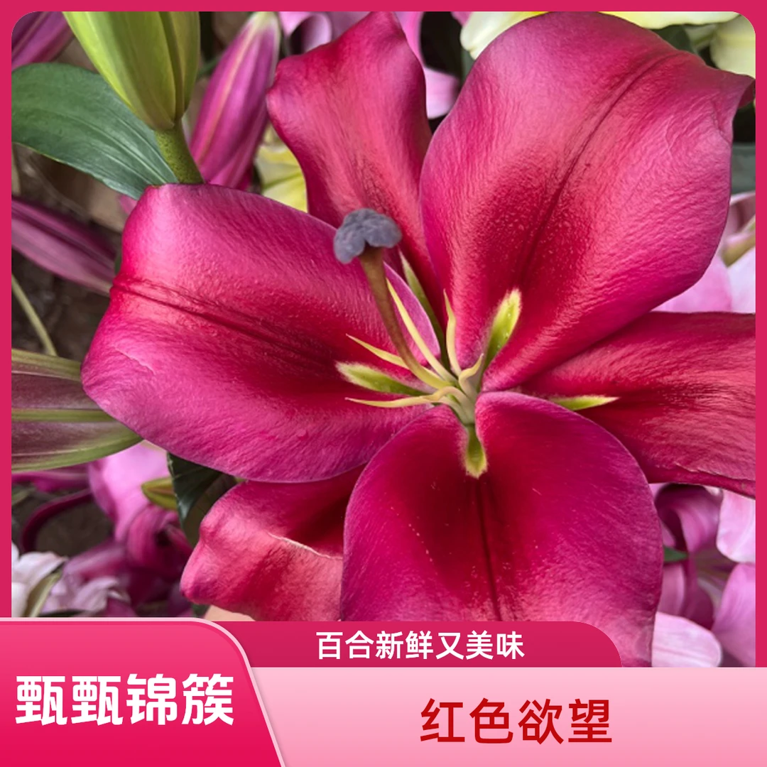 百合红色欲望(中香型)2024年新款 东北基地新鲜采摘