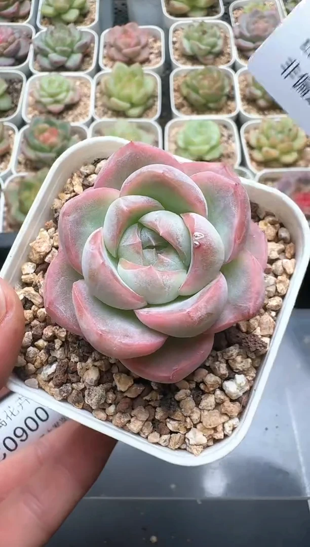 899C云禹多肉植物 带盆土纸巾打包 3颗包邮