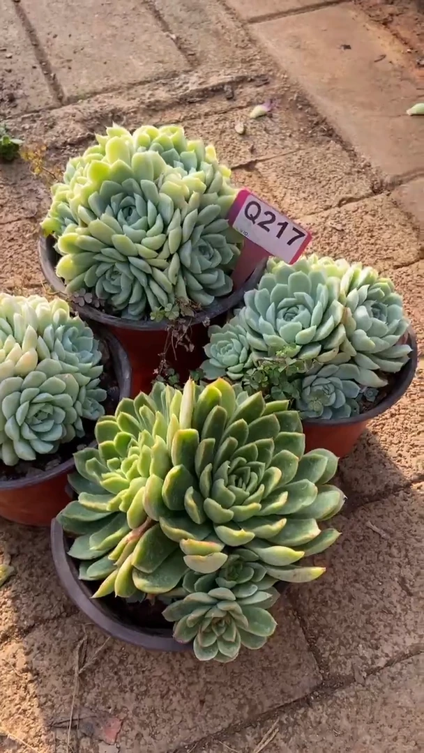 Q217多肉组合默认脱土发货