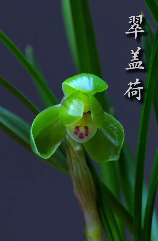优兰雅香精选——翠盖荷 掌中宝（老种春兰铭品）花期秋冬季，花期长