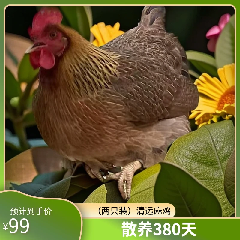 （两只装）清远麻鸡，散养380天以上
