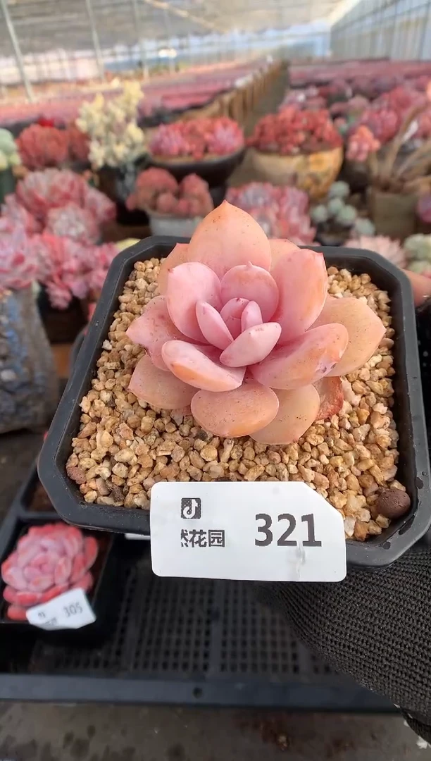 321奶茶一物一拍888