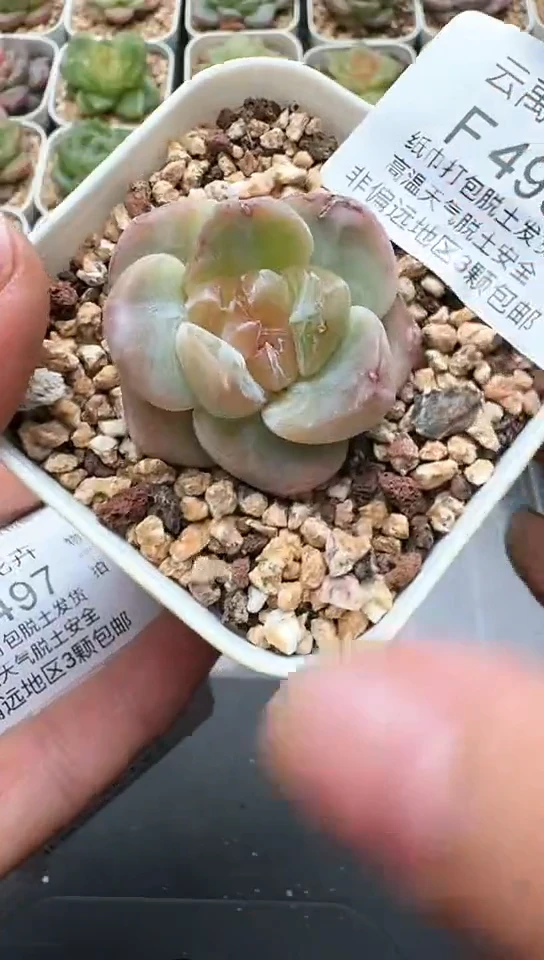 495F云禹多肉植物 默认脱土纸巾打包 3颗包邮