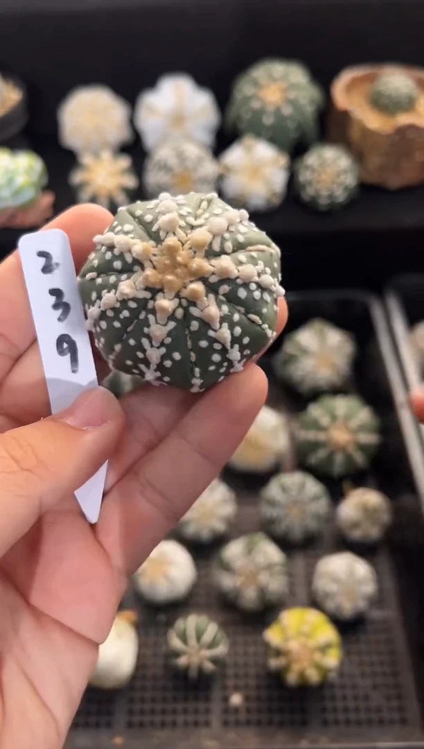 不含盆土实生编码239