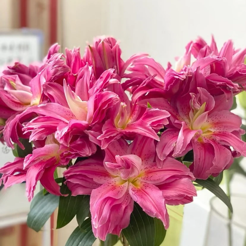 四季可种【24/26红美人】重瓣香水百合种球，室内外都可种植好种好养