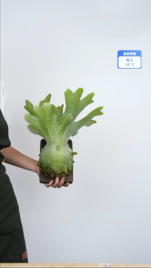 不开花植物何其美鹿角蕨a591