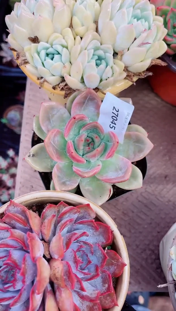 枙*27045多肉植物一物一拍