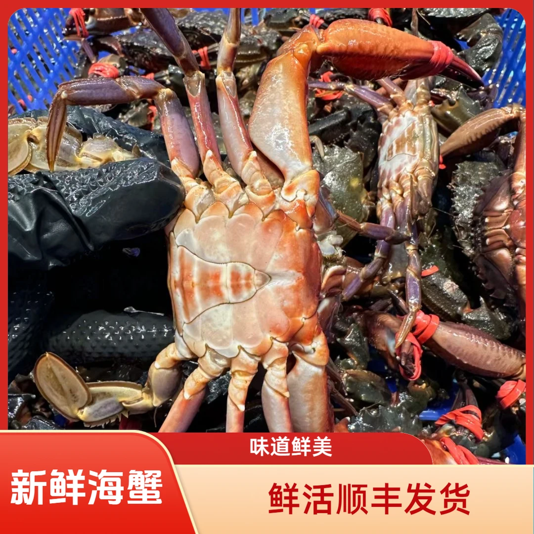 【当地小船货】青蟹 新鲜海埔 赤甲红  红甲蟹 【保鲜不保活】