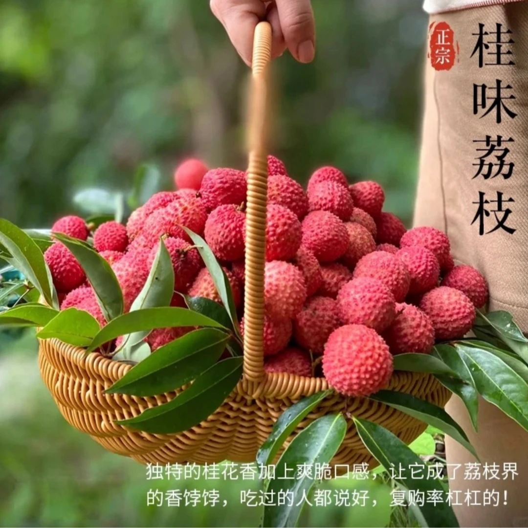 【京东空运】茂名桂味糯米糍荔枝新鲜现摘树熟老树果高甜