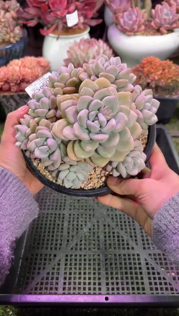 【闪购商品】09952