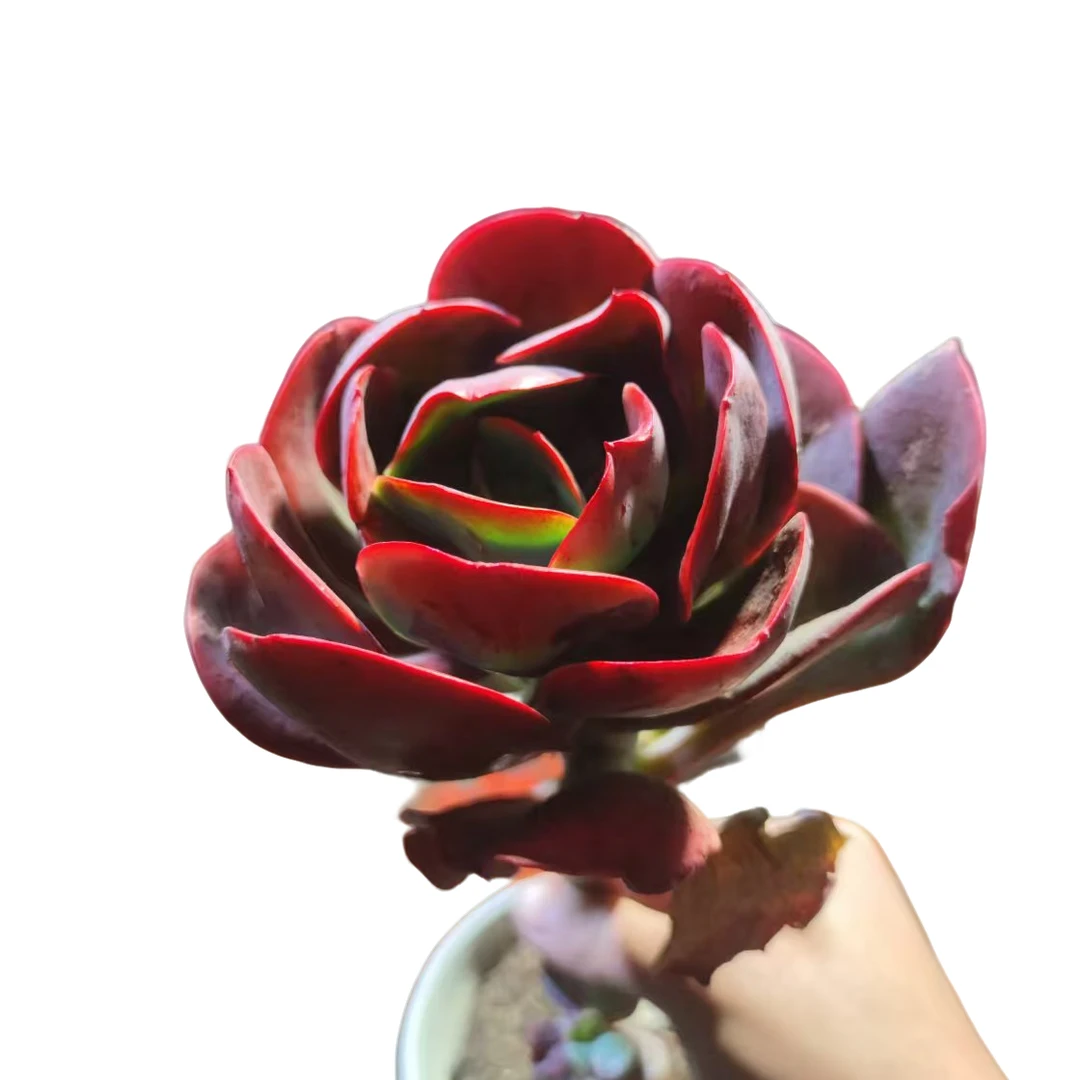 精品多肉植物 大唐玫瑰